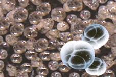 湖南湘潭佳源新型节能建材 以有机硅材料引领保温砂浆革新